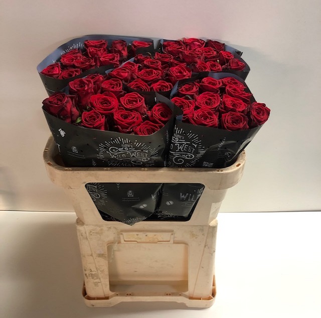 Rosa gr red naomi!_70.jpg